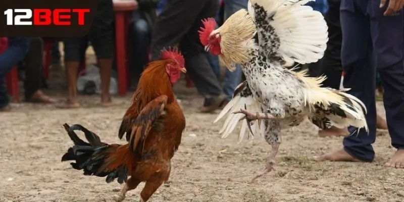 Bí quyết chơi đá gà Campuchia