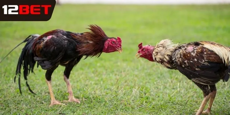 Mẹo đá gà đá cựa dao không nên bỏ lỡ