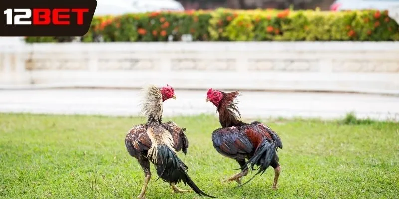 Quy tắc đá gà cựa dao