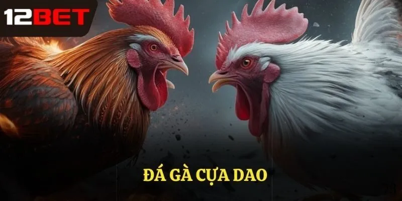 đá gà cựa dao