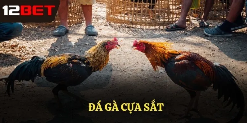 đá gà cựa sắt
