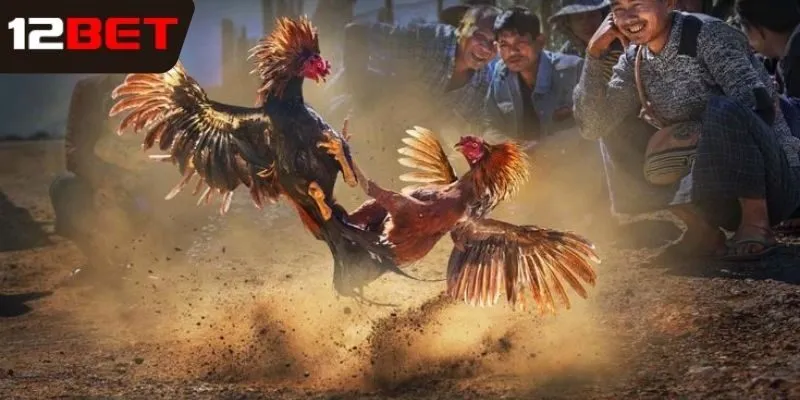 Chiến thuật cá cược đá gà Thomo dễ thắng