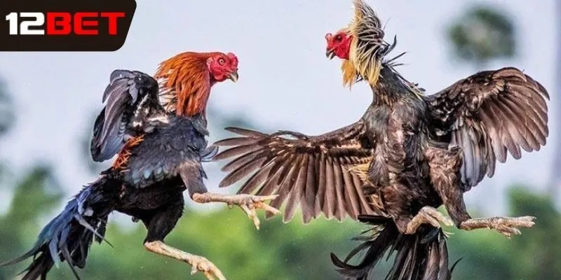 Quy định tham gia đá gà Thomo