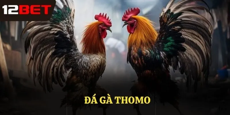 đá gà Thomo